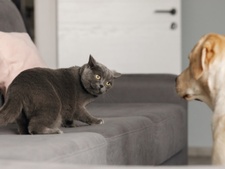 Adoption d’un chien : 7 conseils pour le présenter à son chat