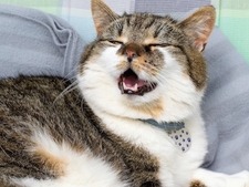 Polype dans le nez chez le chat, symptômes et conséquences