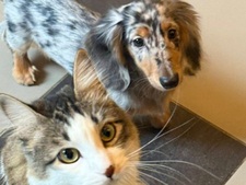 Jean-Luc Reichmann, ému par l'adorable complicité de son chat et de son chien