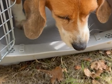 Sauvé d'un laboratoire, un Beagle découvre l'herbe pour la première fois