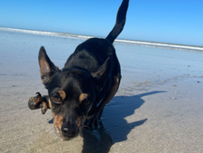 Ce refuge emmène 17 chiens sauvés de l’euthanasie découvrir la mer