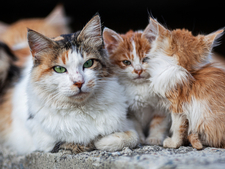 Chats errants non stérilisés : comprendre leur présence et agir efficacement