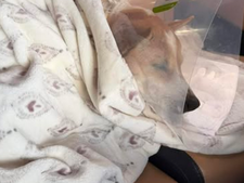 Retrouvailles d'Aloka et des moines bouddhiste de la Marche pour la Paix : la vidéo émotion