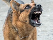 Mon chien est « réactif » : évitez ces erreurs et adoptez les bons réflexes