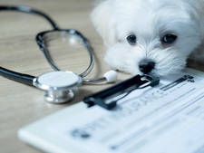 Assurance santé chien : quel est le meilleur âge pour souscrire ?