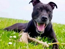 Curtis condamné à l’euthanasie : pourquoi ce chien a déclenché une mobilisation massive