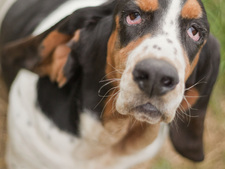 Des chiens à l’adoption sortent du refuge pour trouver une famille pour la vie