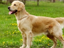 Le Golden Retriever : Un partenaire d'une grande douceur