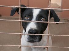 Abandonné lors d’un déménagement, Lolo attend une nouvelle famille depuis plus de 5 ans