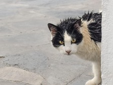 Votre chat peut-il (vraiment) prévoir la météo ? Ce que disent les études