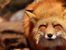 Non, ces renards “adorables” vus des millions de fois sur TikTok ne sont pas des animaux domestiques