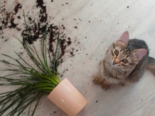 Dégât causé par son animal : quelle assurance intervient ?