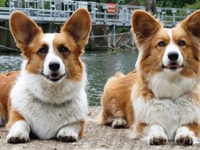 A qui reviendront les corgis de la reine Elizabeth II ? Le plan choc de Charles III