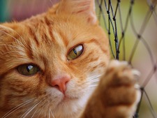 Rémi, le chat assigné à résidence : la décision du tribunal qui fait réagir