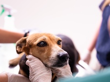 Comment choisir et souscrire une assurance santé pour son chien ?