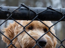 Protection animale : les associations au bord du gouffre