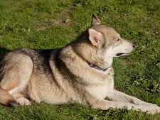 Un chien-loup sauvage découvert en Grèce : l'ADN confirme l'impossible