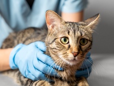 Prendre une assurance santé pour son chat : est-ce vraiment utile ?