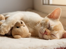 Assurance santé pour chat : A quel âge souscrire ?