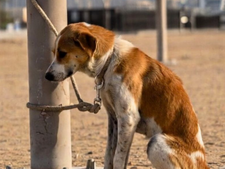Une mesure exceptionnelle face à l’abandon des animaux de compagnie au Moyen-Orient