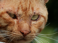 Soigner son chat naturellement grâce à l'argent colloïdal