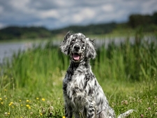 Le Setter Anglais : Un chasseur fin, doux et d'une infinie gentillesse