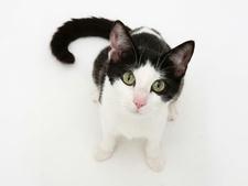 La malpropreté chez le Chat : que faire pour retrouver un chat propre et serein ?