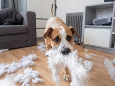 Mon chien détruit tout : comment l'aider durablement ?