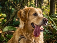 Coup de chaleur : comment l'identifier et protéger son chien ou son chat ?