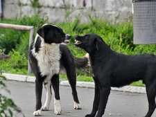 Les signaux d’apaisement chez le chien : Le guide du langage canin