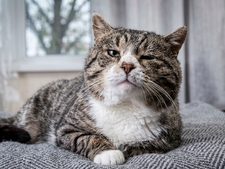 Ganglions sous la gorge de votre chat : Quand il faut s'inquiéter