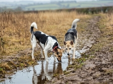 L’empoisonnement par l’eau : ce qui déclenche les vomissements de votre chat ou chien