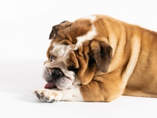Chien qui se lèche les pattes : quand faut-il s’inquiéter ?