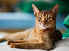 L'Abyssin, un "chat-lapin" au look de puma