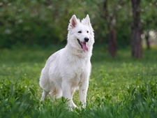 Le Berger Blanc Suisse : protecteur, majestueux et sensible