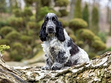 Le Cocker Anglais : concentré de joie de vivre, d'affection et d'énergie