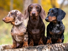 Le Teckel, petite saucisse au tempérament de feu