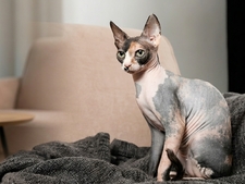 Le Sphynx, la tendresse à nu
