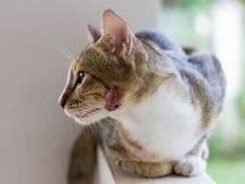 Que faire en cas d'abcès chez le chat après une bagarre avec morsure ?