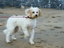 Mon chien boite : les signes à surveiller, les causes fréquentes, et les solutions