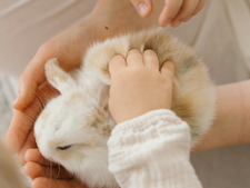 Lapins, rongeurs, oiseaux… leur dire adieu n’est plus un sujet tabou