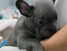 Hausse des cas de parvovirose : votre chien peut être contaminé sans croiser d’autres chiens