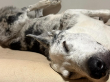 Pourquoi ce chien qui prend sa retraite fait la une des journaux ?