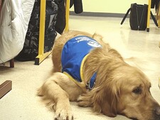 Nouveauté en France : un chien arrive en soutien dans un collège