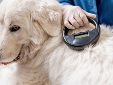 L’identification des chiens et chats en France : obligations légales, utilité et démarches en 2026