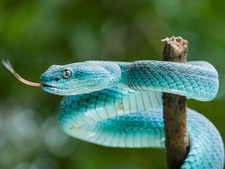 Zootopia 2 déclenche une vague d'achats de serpents venimeux en Chine