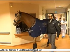 Le cheval Peyo, soutien de tous les patients en fin de vie