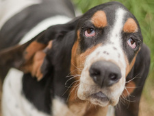 Des chiens à l’adoption sortent du refuge pour trouver une famille pour la vie