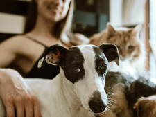 Famille d’accueil pour animaux : ces bénévoles dont les actions sont essentielles