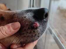 Mon chien a un bouton : s’agit-il d’un Histiocytome cutané ? (photos)